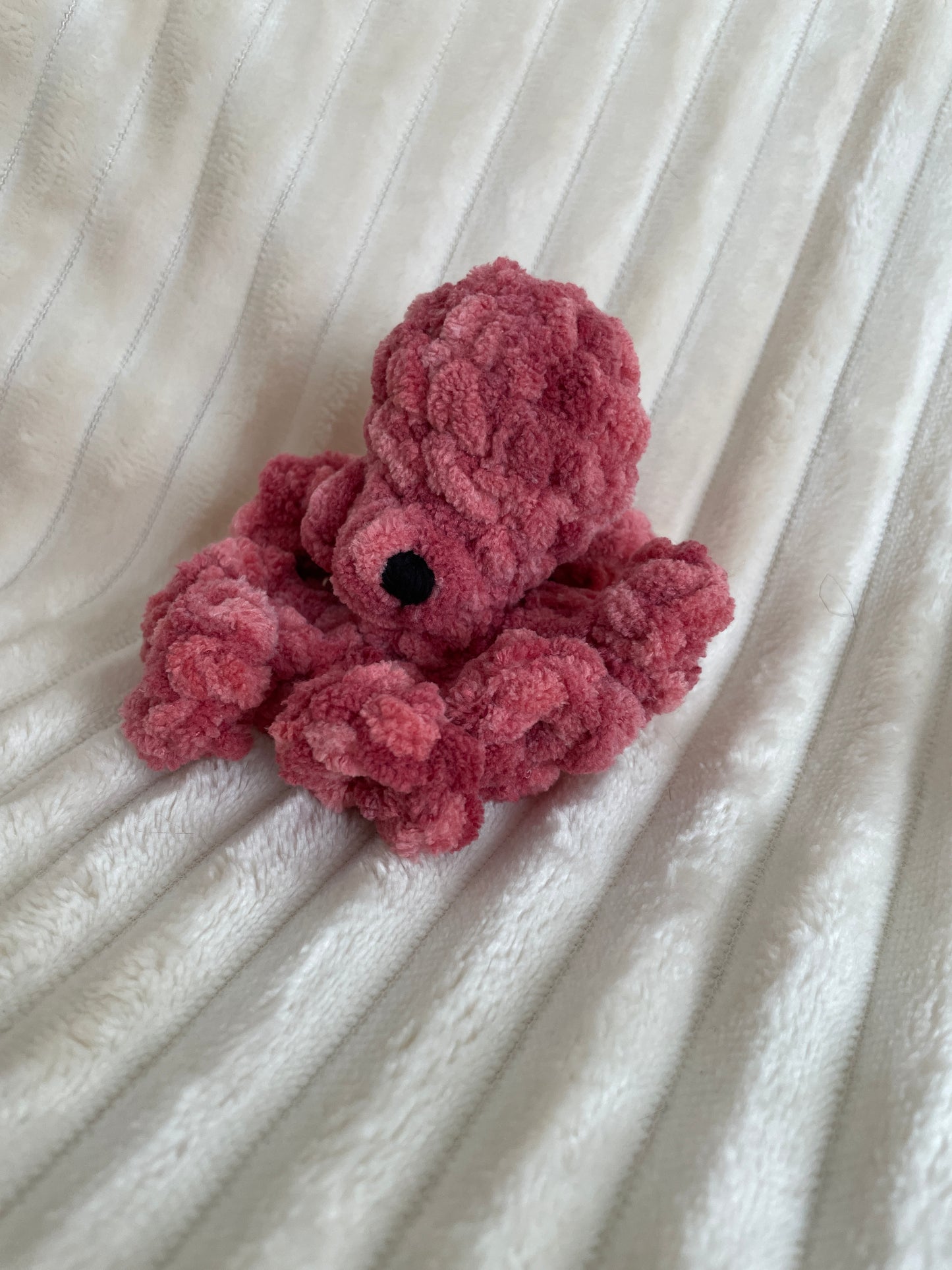 Baby Octopus