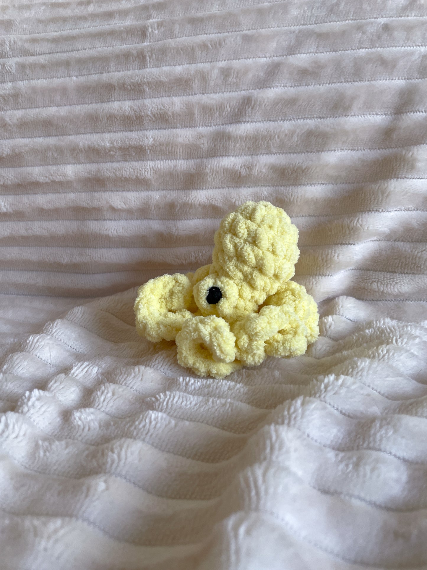 Baby Octopus